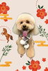「Dog salon mofu mofu　余市町」