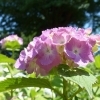 茨城県行方市の紫陽花スポットや日帰り温泉、お土産を紹介【梅雨の日帰りドライブ特集】