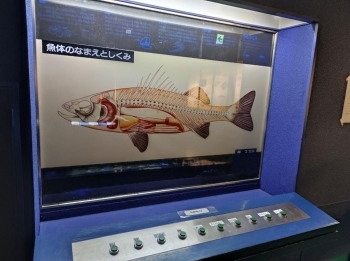 魚の仕組みを分かりやすく紹介したものも展示してありました。