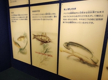 珍しい魚もパネルで紹介しています。