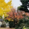 【2022年版】銀杏が紅葉した「称名寺」に今年も取材にいってきました～！！