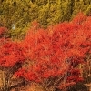約500本のドウダンツツジで有名な「永昌（禅）寺」を取材してまいりました～！！
