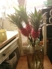 パイナップルやトウガラシ ブルーのケイトウなど 個性的で存在感のあるお花入荷しました Flower Shop Naran ナラン のニュース まいぷれ 出雲