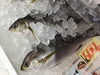 「魚魚市場鮮魚コーナーおすすめは「天然ヒラメ・シビマグロ」です♪」