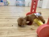 チャコちゃん頑張れ〜「ましゅまろ幼稚園🐾」