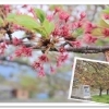 さくら定点観測2022【加治川堤桜】