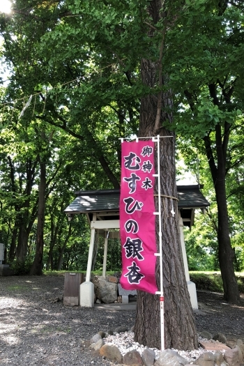 御神木に触れて参拝すると
良縁、安産など御利益あり「星置神社」