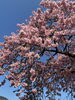 満開の桜🌸「河津桜まつり🌸に行ってきました🚌」