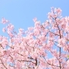 山梨の桜を見に行こう