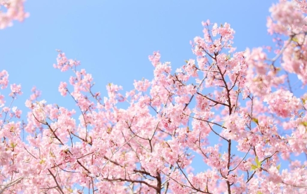 山梨の桜を見に行こう