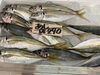 「岩牡蠣販売中‼️」