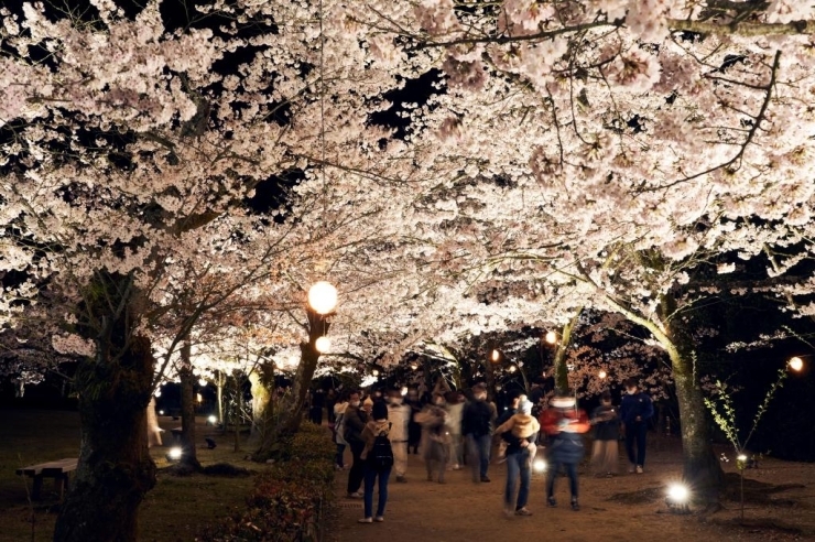 桜輝く 栗林公園 春のライトアップ2023 | 香川のイベントまとめ