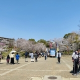 【加古川桜スポット2023】「日岡山公園」の花見に今年も、家族でいってまいりました～！！