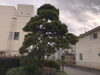 剪定前「庭木の剪定•伐採•草刈り（相模原）施工事例」