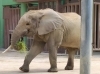 マルミミゾウ：体格は小さく、耳に特徴がありやや小さく丸いをおびた形をしています。