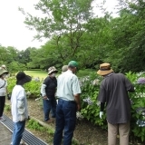 満濃池森林公園　アジサイの剪定と挿し木教室