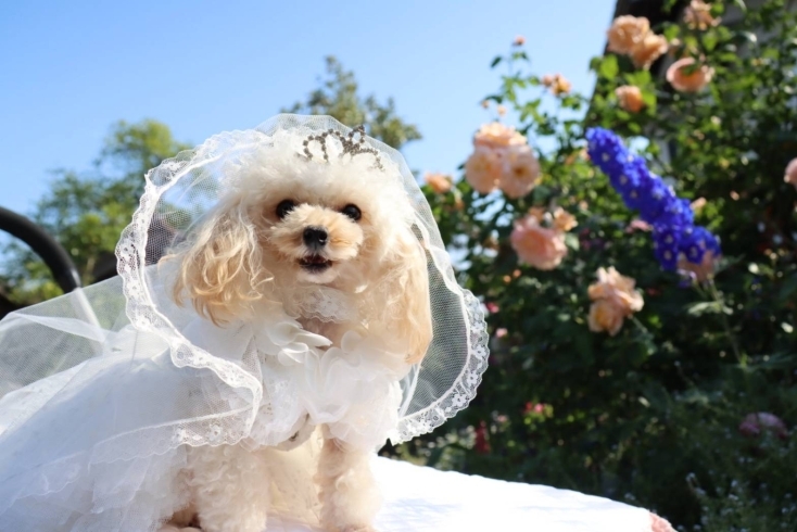 愛犬も美しいバラの前でにっこり「二宮家「バラ園」「日本庭園」　撮影会」