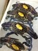 「魚魚市場鮮魚コーナーおすすめは「ボイル伊勢エビ」です♪」