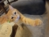 猫カフェ 初心者が猫さんと仲良く遊ぶ方法 動画あり いってきたに 浜松お出かけレポート まいぷれ 浜松市