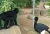 クロとオオホウカンチョウ「クロ、ありがとう！」