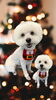 「Dog salon mofu mofu　余市町」