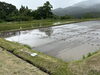 「関川村で砂金米の田植え🌾」