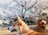 埼玉県ふじみ野市にある大井弁天の森（おおいべんてんのもり）の桜の紹介。お花見スポット・開花時期・駐車場情報・アクセス情報。