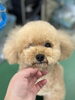 「犬の毛玉を放置すると危険？｜新潟市のトリマーが教えるブラッシングのコツ」