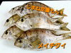 「○本日のお刺身○【しまね定置もん！】本カツオ、メイチダイ　○本日のお惣菜○各種ご用意いたしております！」