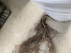 鉢底からの根っこ「植え替えのご依頼🪴」