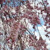 【麻績の里 舞台桜】（おみのさと ぶたいざくら）