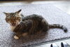 「クルミのあくびとしまこの舌ペロ」