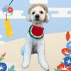 「Dog salon mofu mofu　余市町」
