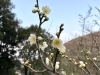 「＊西条市民の森＊　2月2日の梅林園の様子」