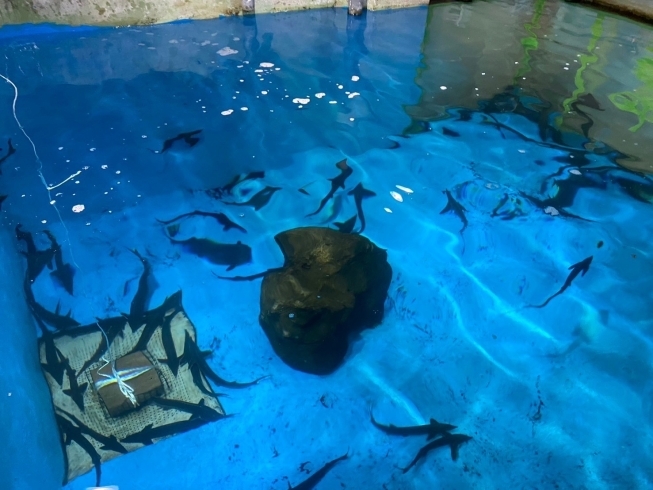 大水槽を上から見られます👀「水族館のバックヤードに潜入できる❣️100匹を超えるコチョウザメの餌やり体験をしてみよう👀」