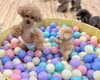 イハナちゃんとこたろうくん　不思議な動き　笑「ましゅまろ幼稚園🐾」