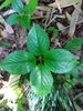 ヒトリシズカ（植物種）あったよ！「6/1(土) 植物観察🌱【札幌市北区児童デイサービス】」