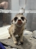 ミーアキャット「とっても人懐っこいミーアキャットの男の子が仲間入り！」
