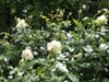 薔薇の鑑賞会「おものぱん　クレマチスの丘　薔薇の鑑賞会イベント出店」