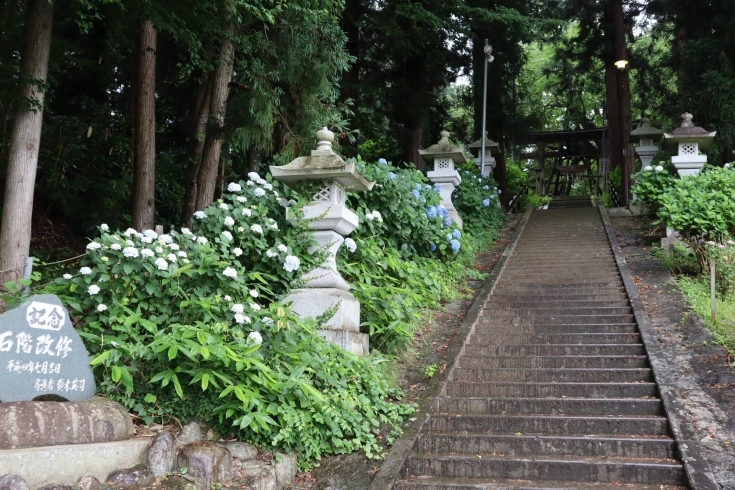 「紫陽花で有名な、白鷹町の【八乙女八幡神社】に伺いました❕」