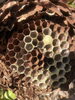 中心部にサナギとタマゴ「冬の蜂駆除」