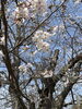 「西海橋物産館　西海橋・桜情報🌸」