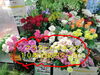 「【泉佐野市、貝塚市、熊取町、 日根野】でお住まいの方でおうちで薔薇を飾りたい方にオススメの花屋りっちゅ情報」