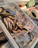 「魚が少ないのでみんなでホタルイカの目ん玉取り🦑🦑」