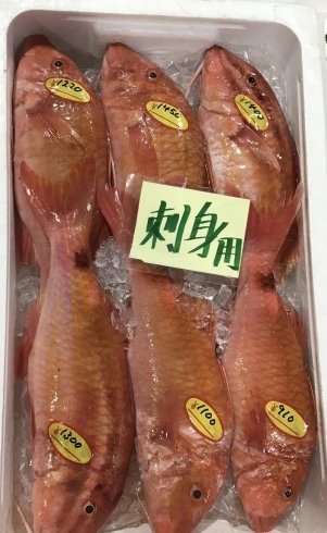 魚魚市場鮮魚コーナーおすすめは「エビスダイ」「ツキヒガイ」です