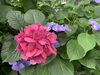 お気に入りの紫陽花を見つけてみましょう「◇子連れお出かけスポット情報◇〜藤の森公園〜」