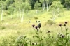 「入笠山のエゾリンドウが見頃を迎えています！」