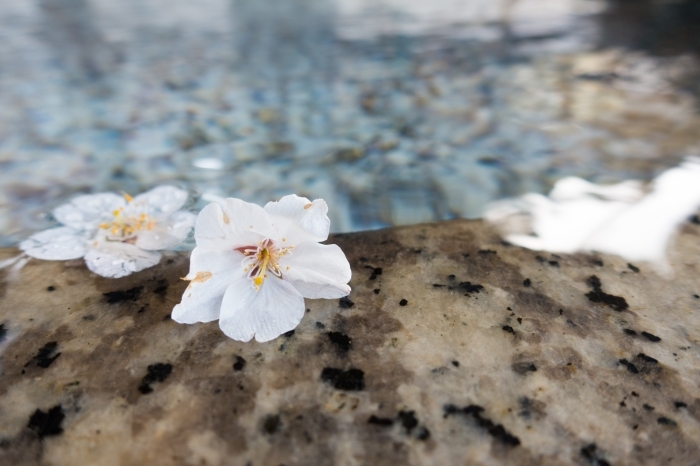 水面に浮かぶ桜も美しい