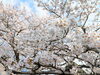 「【西条市 吉田】吉田桜並木の桜が満開！ そして、おでんも♪」