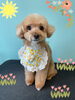 「Dog salon mofu mofu　余市町」